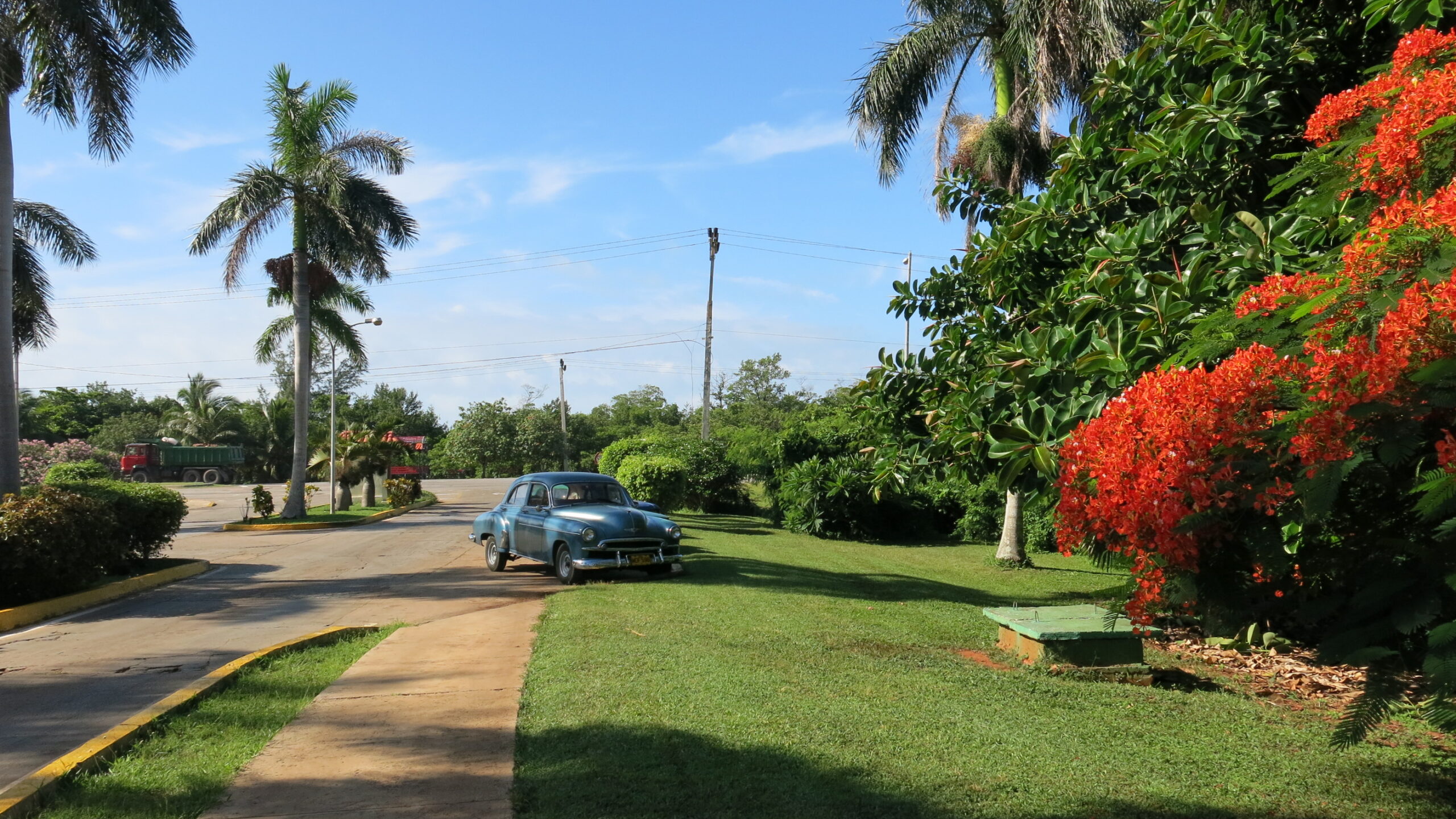 Palm road and travel atmosphere by Sanda