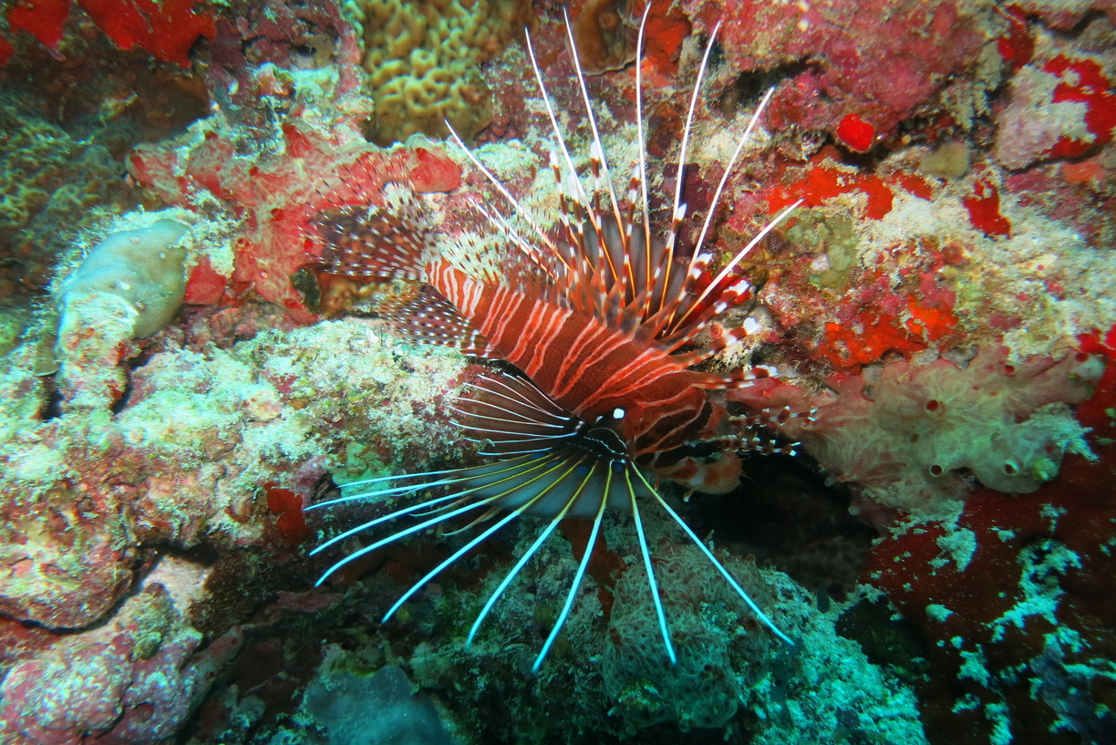 Lionfish photographed as part of the Sanda travel gallery