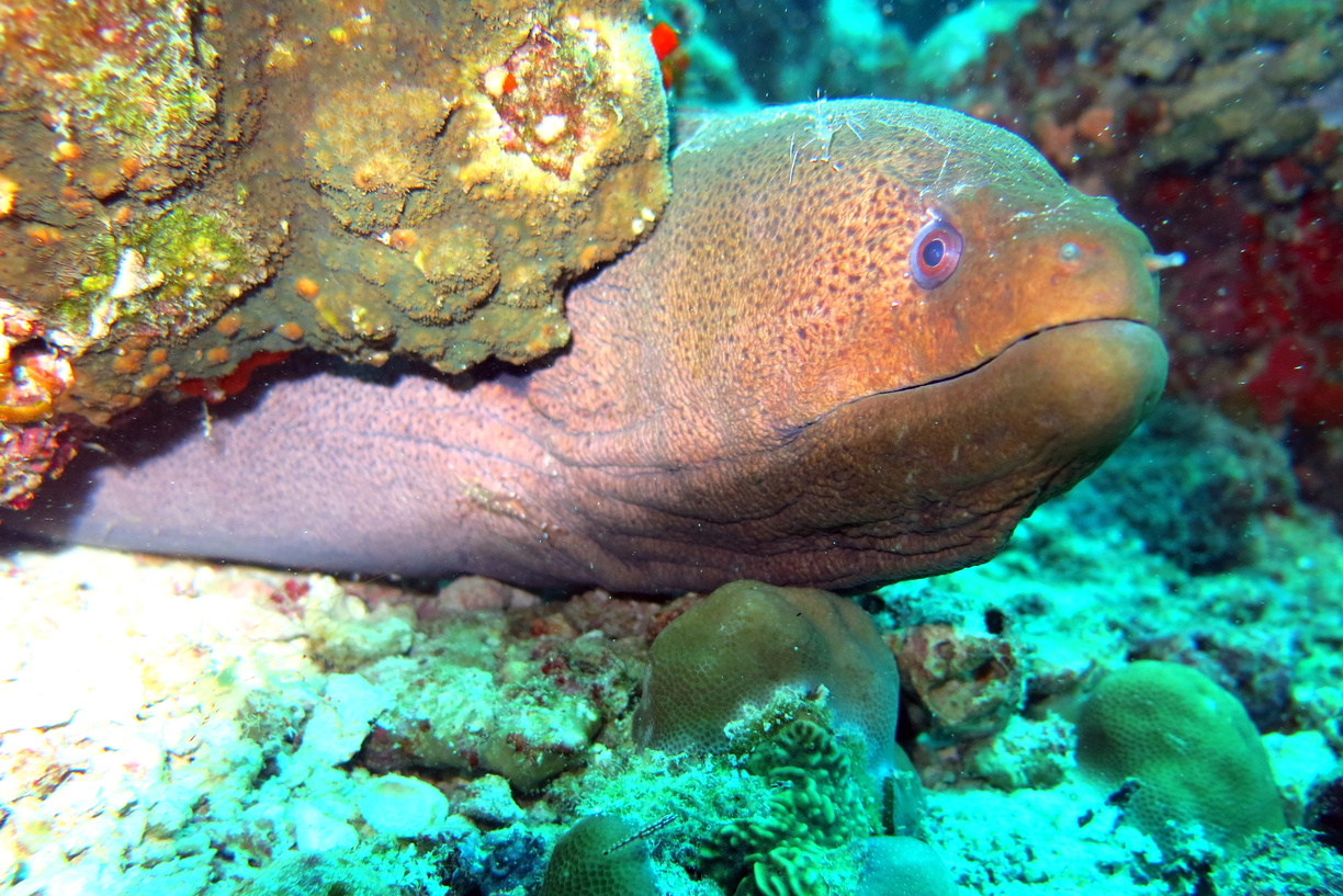Moray eel photographed during Sanda travel memories